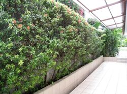 Elite Court (D15), Terrace #559225951